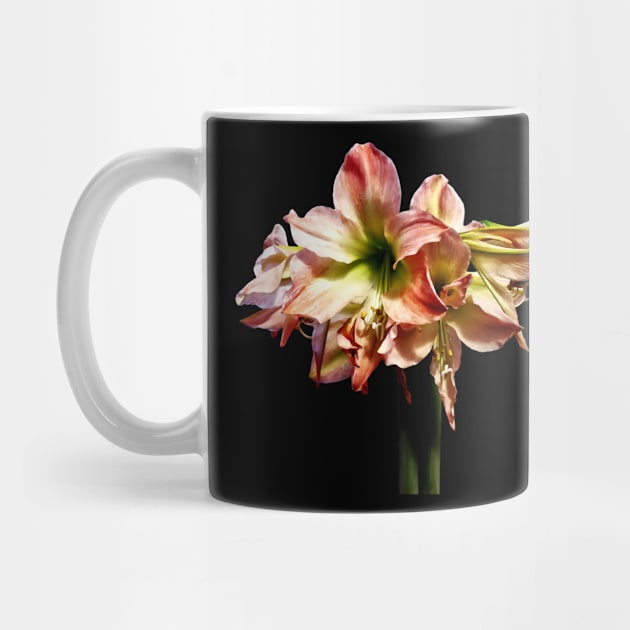 Amaryllis - A Lovely Pink and White Amaryllis by SusanSavad